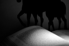 Concursante 11 Titulo : En un lugar de la mancha