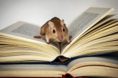 Concursante 02 Titulo : Raton de biblioteca
